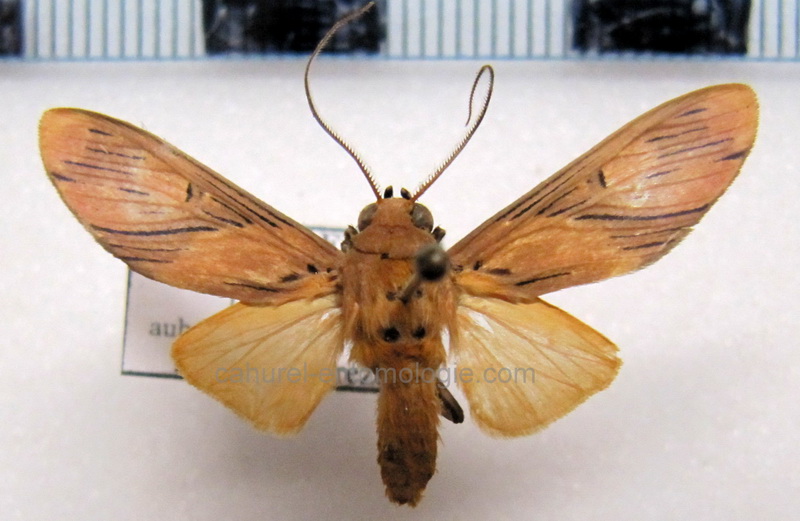   Phaeomolis polystria    mâle  Schaus, 1905                             
