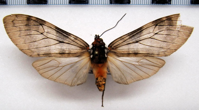     Praeamastus albipuncta mâle  (Hampson, 1901)                            