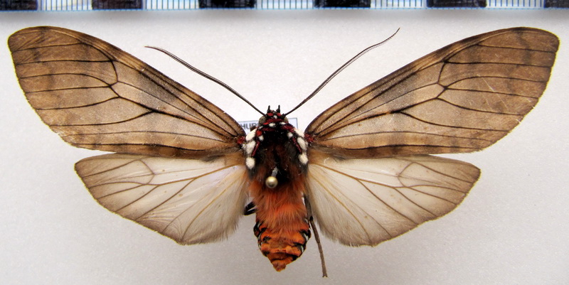      Praeamastus albipuncta mâle  (Hampson, 1901)                           