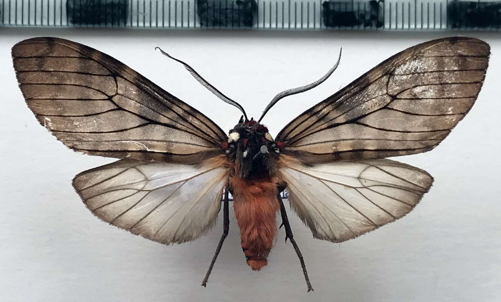  Praeamastus albipuncta mâle  (Hampson, 1901)