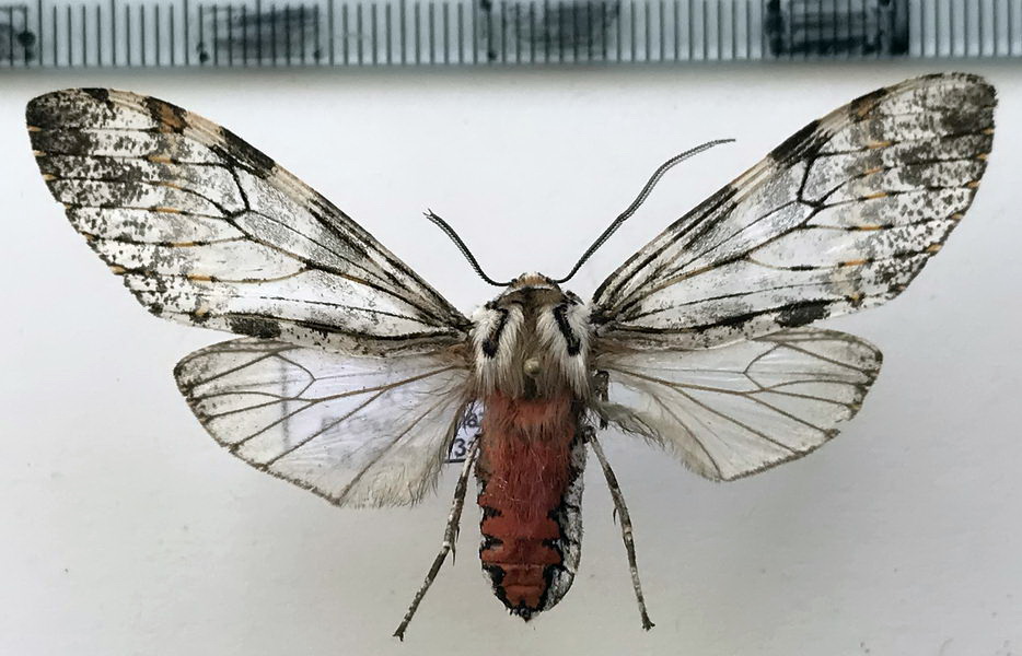  Praeamastus fulvizonata mâle     (Hampson, 1909)