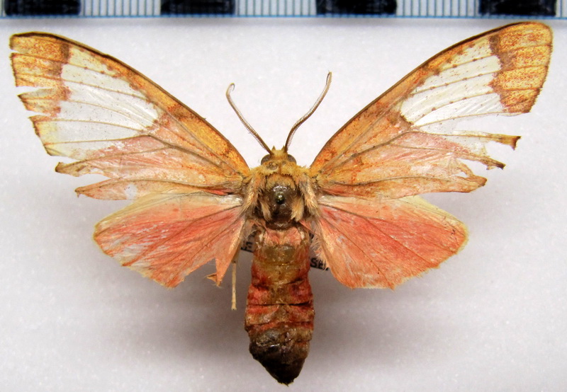   Premolis semirufa  femelle  Walker, 1856                             
