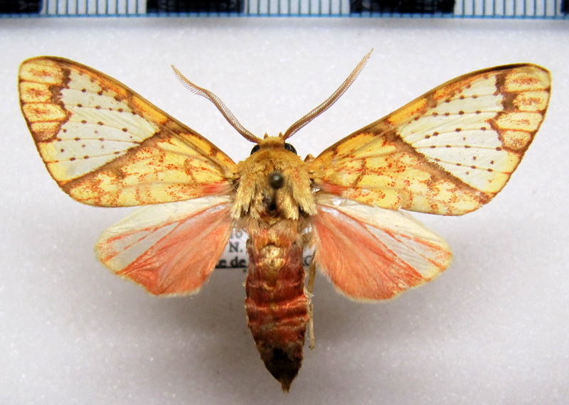   Premolis semirufa  mâle Walker, 1856                             