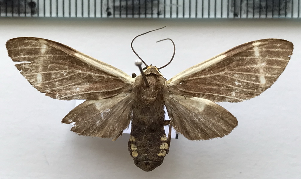     Pryteria alboatra  femelle   Rothschild, 1909        