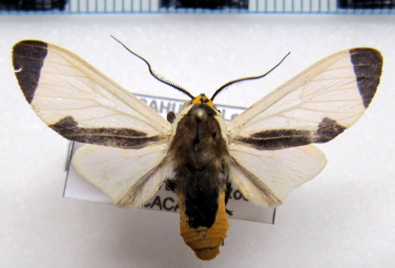  Pryteria hamifera   mâle  Dognin, 1907                              
