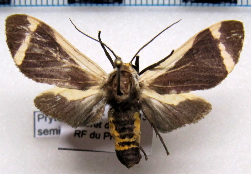 Pryteria semicostalis  mâle   (Rothschild, 1909)                            