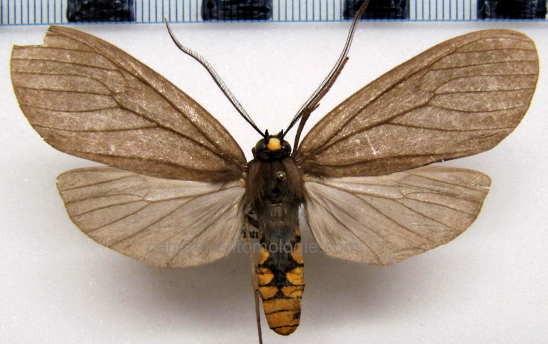 Pseudapistosia similis  male   Hampson, 1901                               