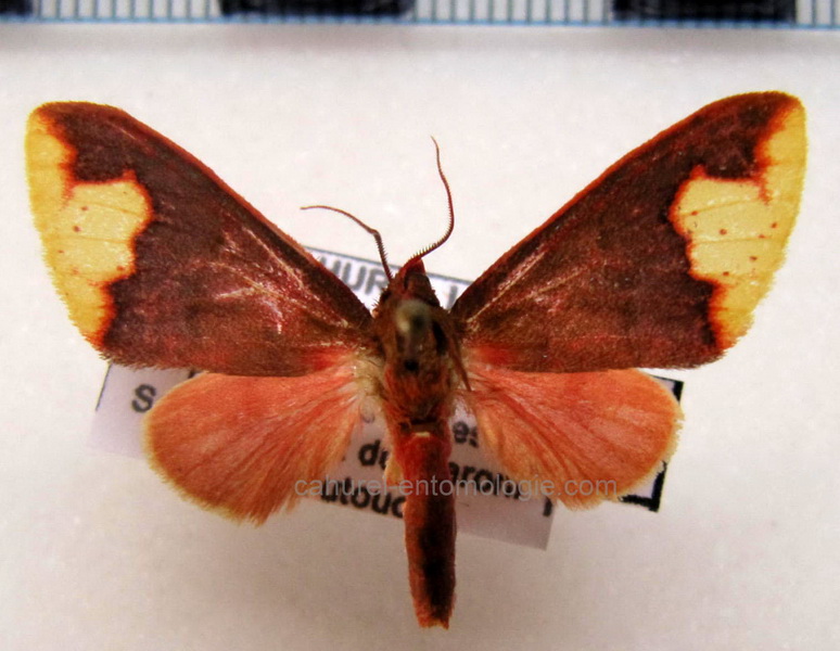   Pseudepimolis incarnata femelle (Hampson, 1901): Vincent & Laguerre, 2013                             