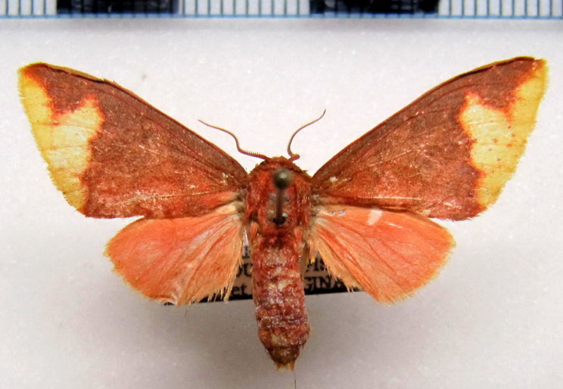    Pseudepimolis incarnata femelle (Hampson, 1901): Vincent & Laguerre, 2013 