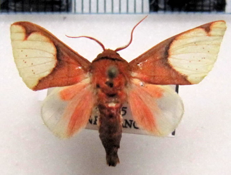  Pseudepimolis incarnata mâle (Hampson, 1901): Vincent & Laguerre, 2013   