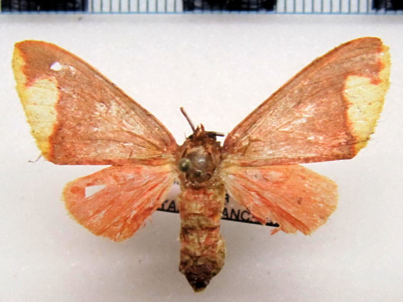  Pseudepimolis incisa femelle  (Rothschild, 1909): Vincent & Laguerre, 2013   