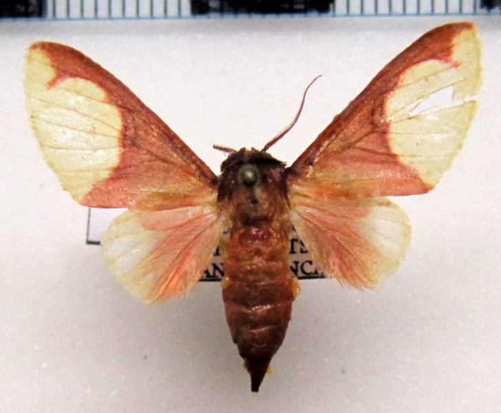   Pseudepimolis incisa mâle  (Rothschild, 1909): Vincent & Laguerre, 2013  