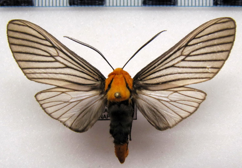 Pseudischnocampa humosa mâle    ( Dognin, 1893 )                