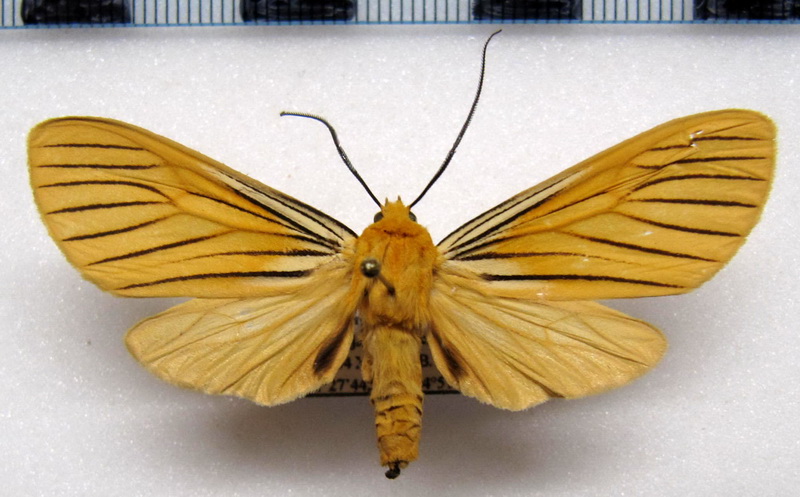   Pseudischnocampa nervosa mâle      (Felder, 1874)                    