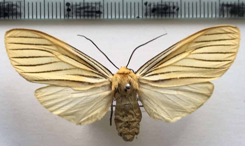    Pseudischnocampa nervosa mâle      (Felder, 1874)                    