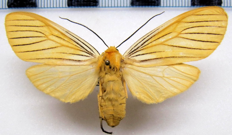     Pseudischnocampa nervosa mâle      (Felder, 1874)                              