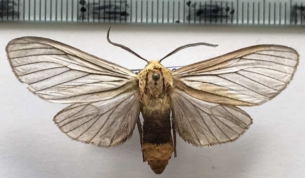  Pseudischnocampa nigridorsata  mâle    Schaus, 1901  