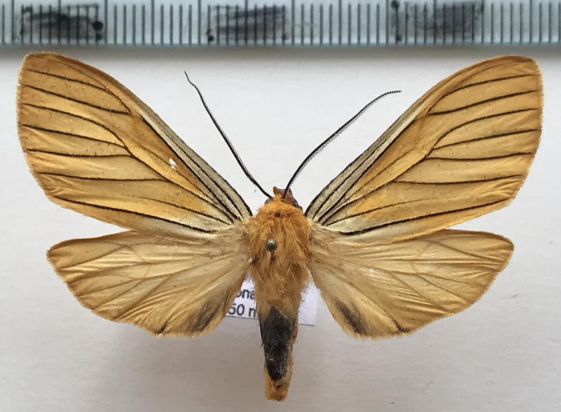  Pseudischnocampa striata mâle   (Dognin, 1893)