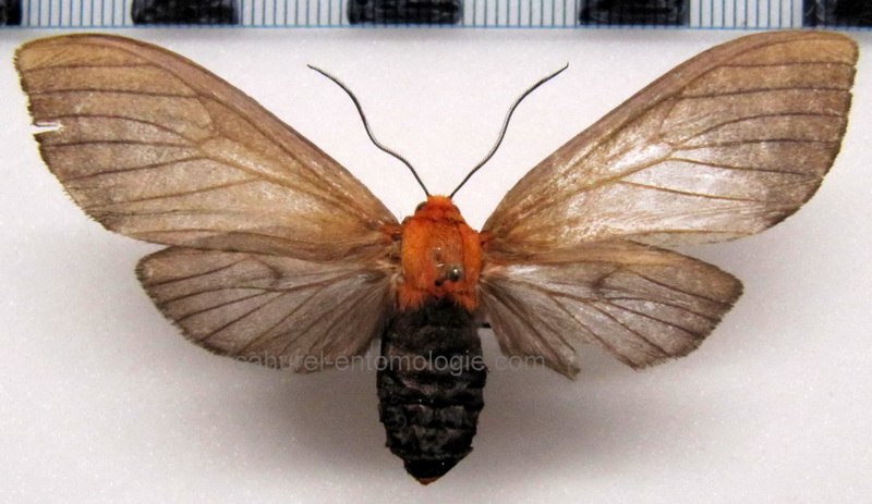   Pseudohemihyalea klagesi  femelle   Rothschild, 1909                             