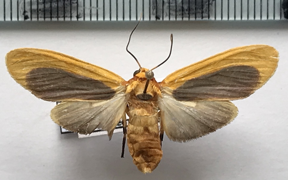  Regobarrosia aureogrisea  femelle  (Rothschild, 1909)