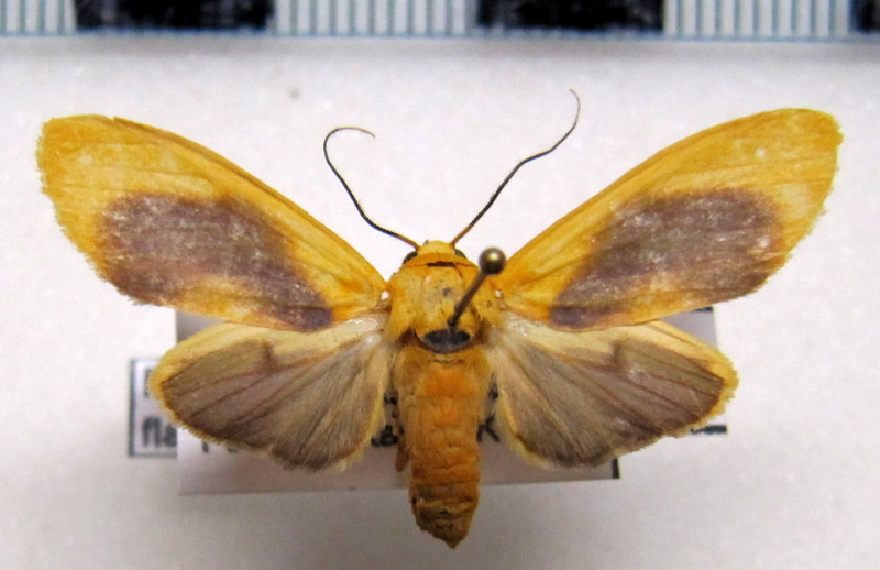    Regobarrosia  flavescens  femelle  Walker, 1856                            
