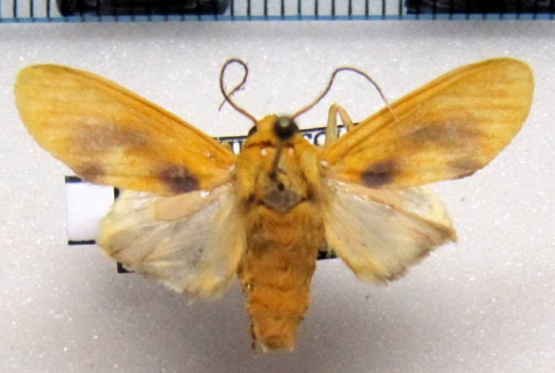  Regobarrosia  flavescens   mâle Walker, 1856                              