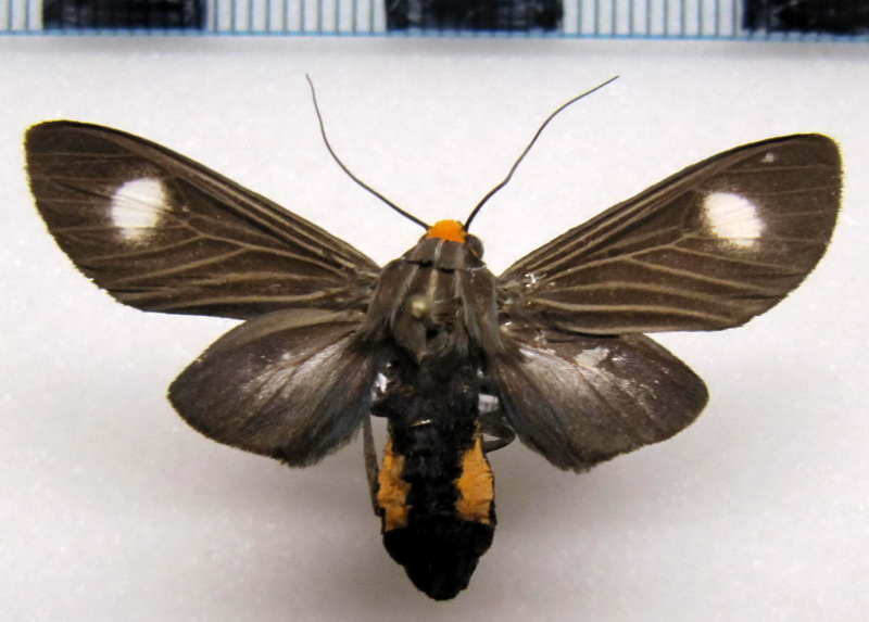 Rhipha albiplaga  femelle  Schaus, 1905                              