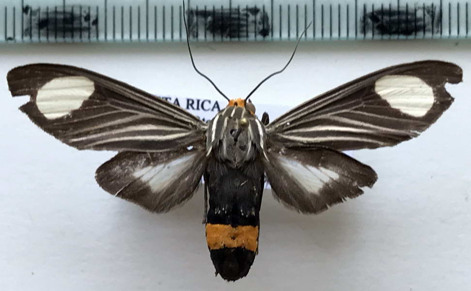  Rhipha chronoplaga  mâle (Dognin, 1913)