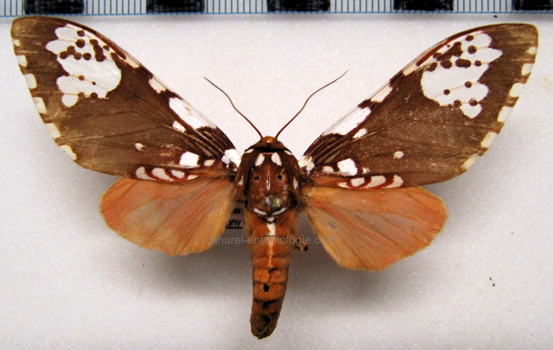    Rhipha flammans  femelle   Hampson, 1901                            