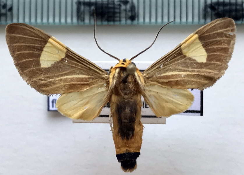  Rhipha flavoplaga mâle  (Schaus, 1905)