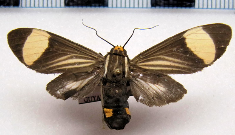    Rhipha leucoplaga  femelle  Dognin, 1910                            