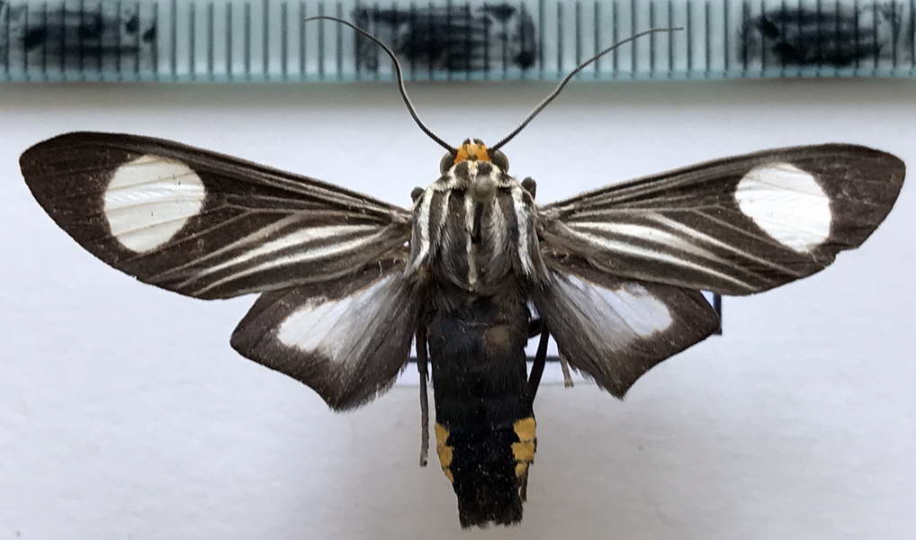   Rhipha niveomaculata  mâle   (Rothschild, 1909)