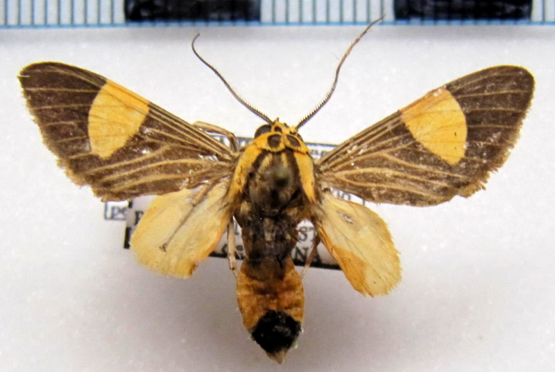 Rhipha persimilis   male Rothschild, 1909                               