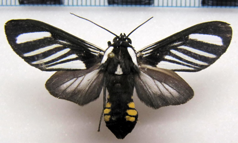 Rhipha strigosa   femelle  Walker, 1854                               