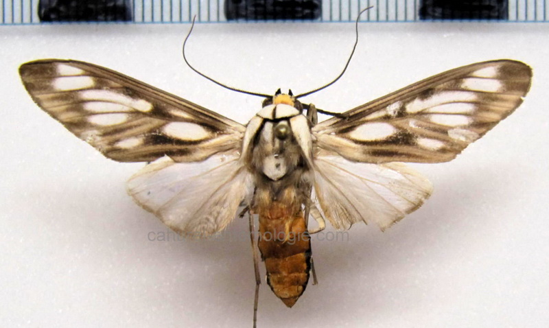 Robinsonia boliviana  mâle  Seitz, 1921                               