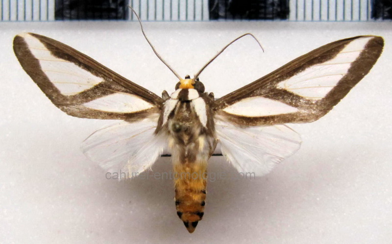   Robinsonia dewitzi  mâle  Gundlach, 1881                             