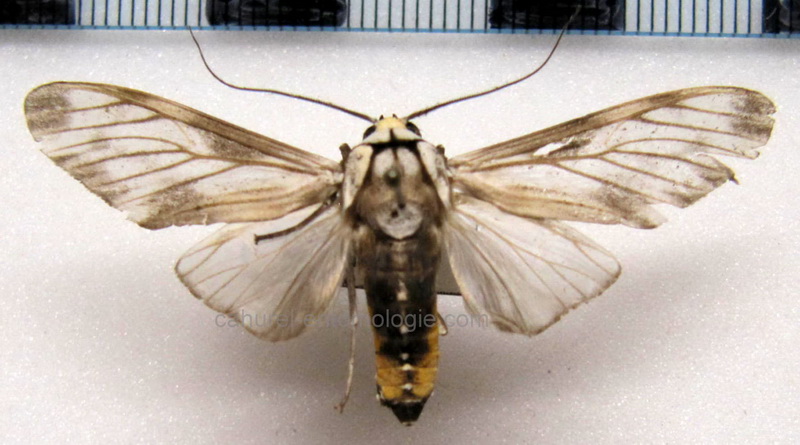   Robinsonia fogra mâle    Schaus, 1895                             