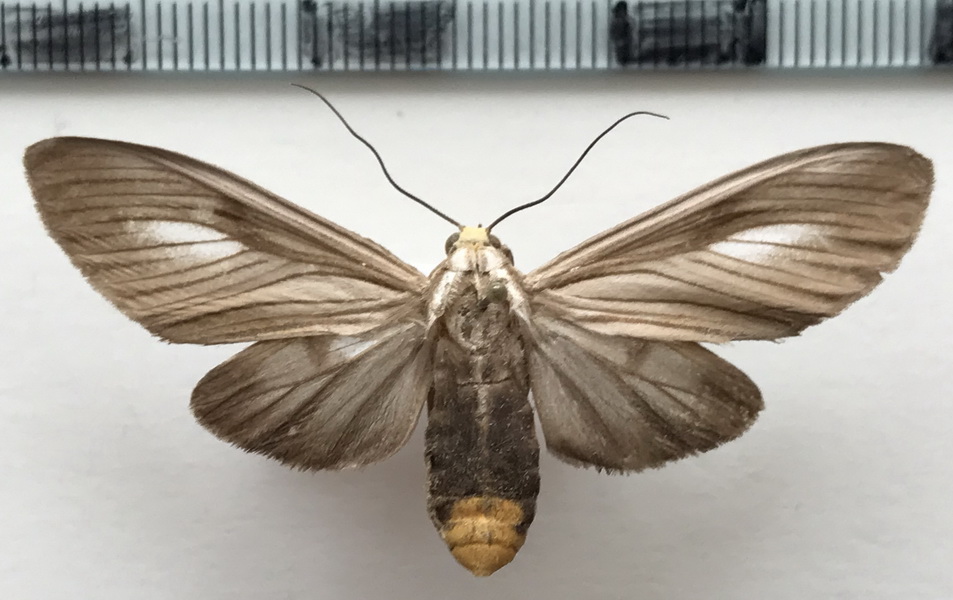   Robinsonia mera  femelle   (Schaus, 1910)