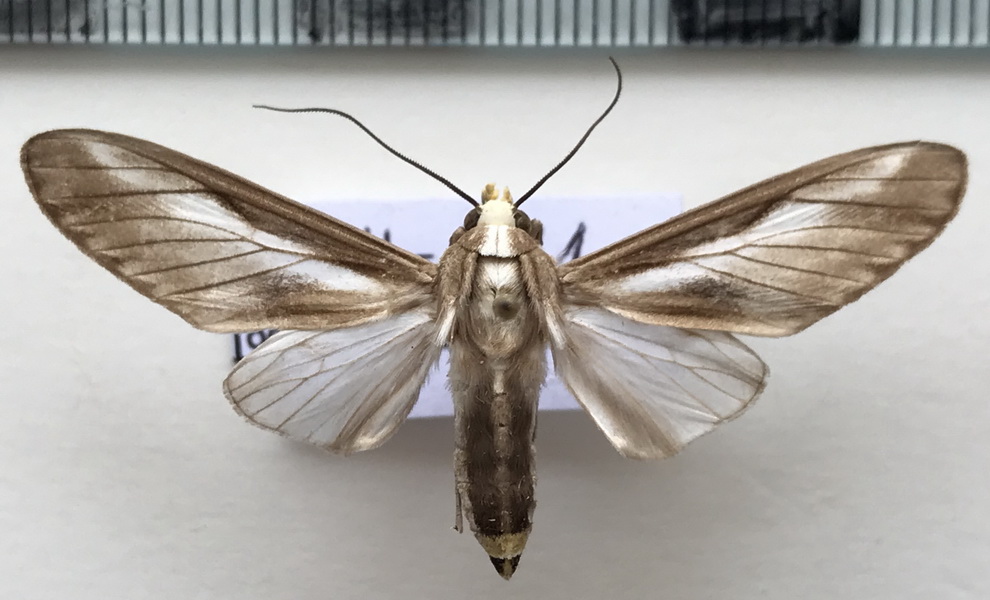 Robinsonia morula  mâle Druce, 1906      