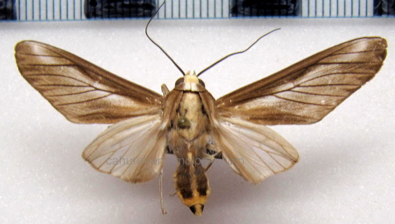 Robinsonia morula  mâle Druce, 1906                               
