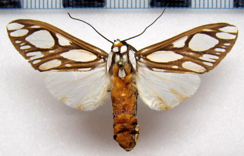  Robinsonia multimaculata  femelle     Rothschild, 1909                        