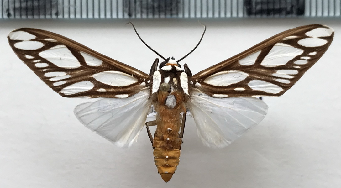     Robinsonia multimaculata  mâle    Rothschild, 1909 