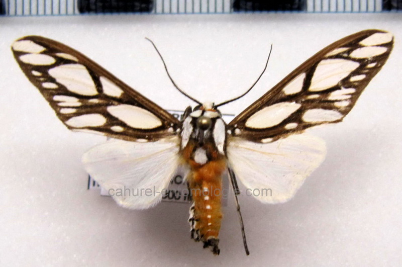    Robinsonia multimaculata  mâle    Rothschild, 1909                          