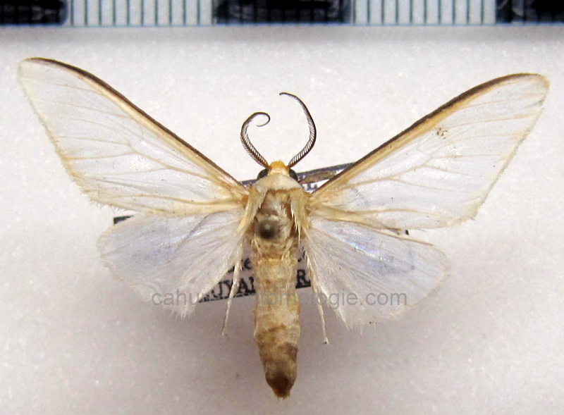   Robinsonia praphoea  mâle Dognin, 1906                             