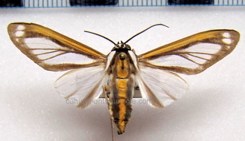   Robinsonia rockstonia mâle   Schaus, 1905                             