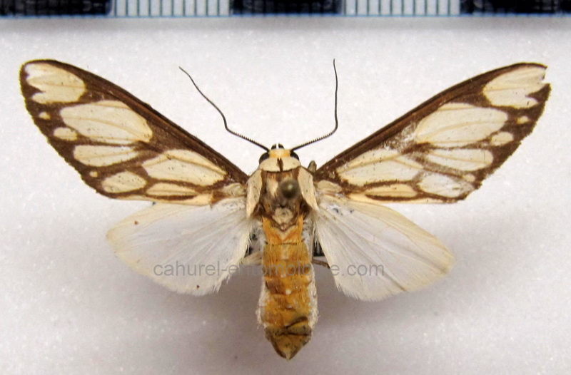  Robinsonia sanea   femelle  Druce, 1895                              
