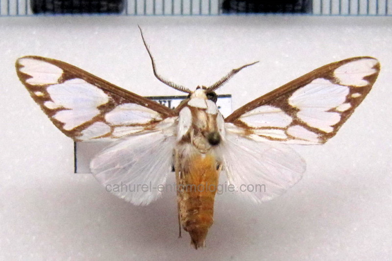  Robinsonia sanea   mâle Druce, 1895                              
