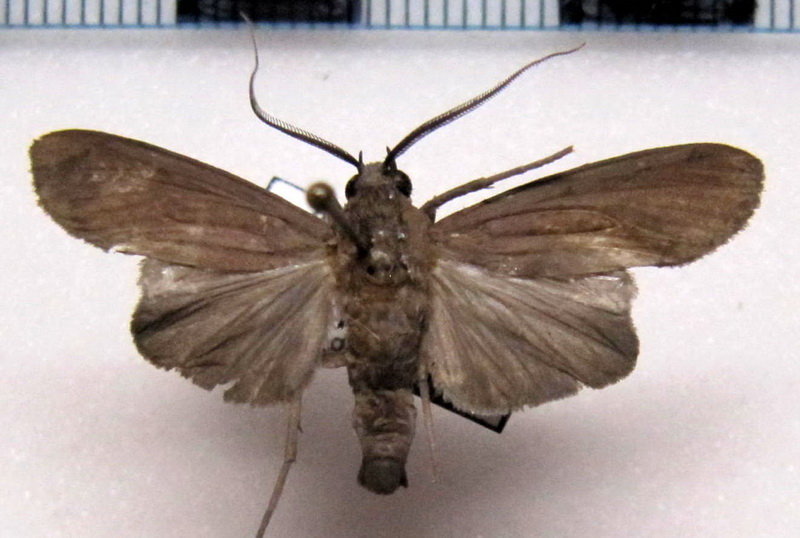  Scaptius holophaea  mâle Hampson, 1905