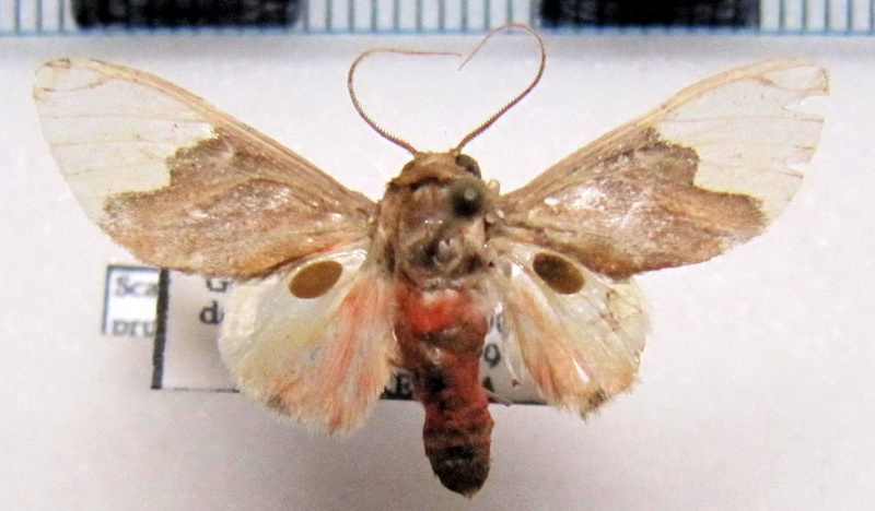  Scaptius prumaloides  mâle Rothschild, 1909