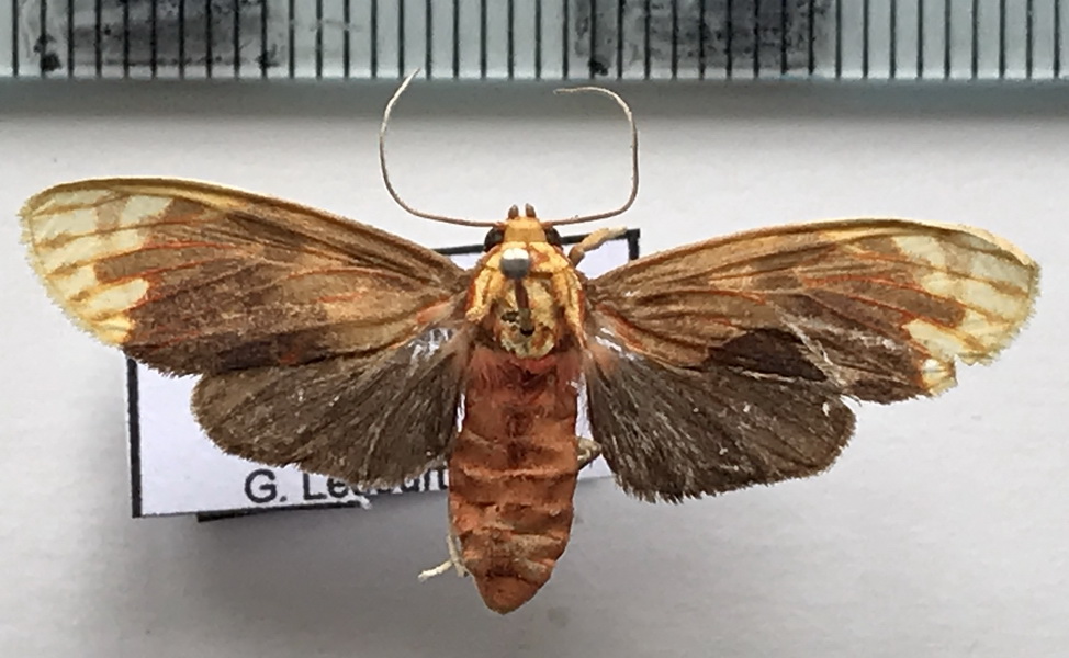  Scaptius chrysopera  femelle  (Schaus, 1905)